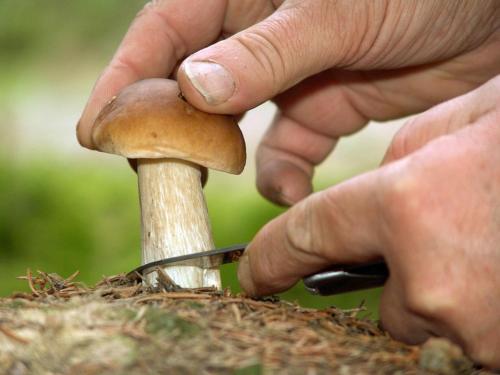 a person holding a mushroom with a knife at Ferienwohnung Waldstraße in Waldsassen