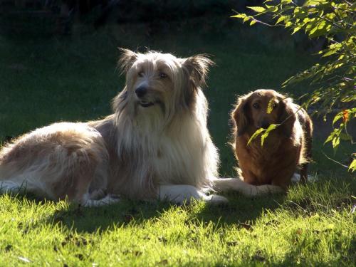 two dogs laying in the grass in the grass at Ferienwohnung Waldstraße in Waldsassen