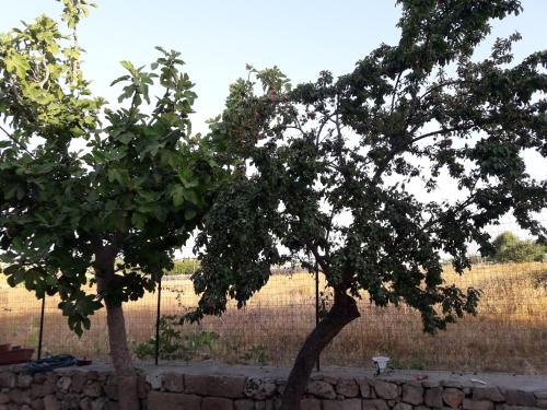 two trees in front of a fence and a field at Casa Vacanza Campoli in Ruffano