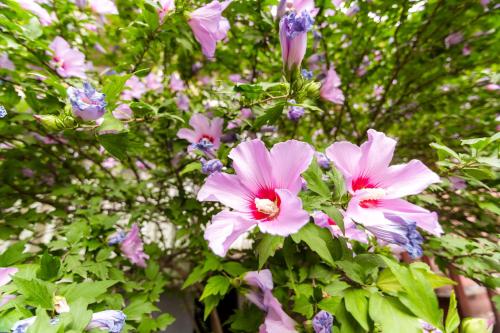 a bunch of pink flowers on a tree at Apartment in Cozy Little Yard in Tbilisi City