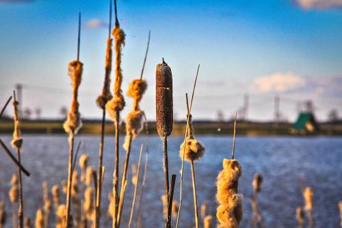 a close up of some plants with a body of water at Sterla - Masuria in Giżycko