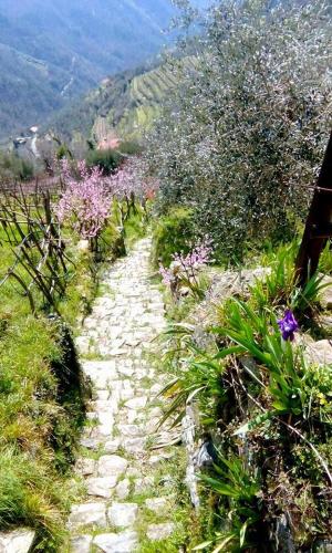 a stone path with flowers on a mountain at Farmhouse B&B Castagnola 64 in Ne