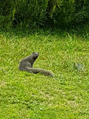 a lizard laying in the grass in a field at The Gull in Sedgefield