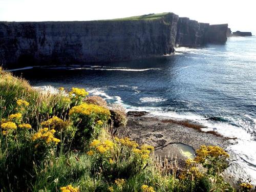 a view of the ocean with yellow flowers on the shore at Bealaha House in Doonbeg