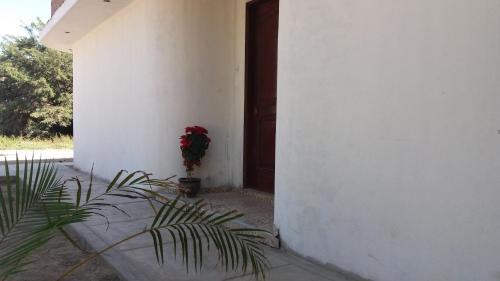 a plant in front of a building with a door at La Maison de Lydia in Nazca