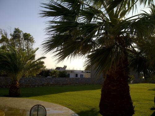 a palm tree in a yard with a building at Kallicrates Village in Frangokastello