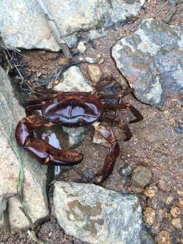 a brown crab on the ground on some rocks at 31st December Farms And Estates Munnar in Munnar