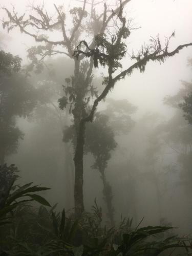 a misty forest with two trees in the fog at 31st December Farms And Estates Munnar in Munnar