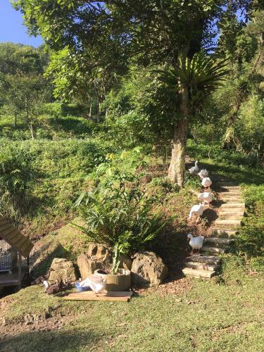 a group of sheep walking down some stairs at Bamboo House in Zhushan