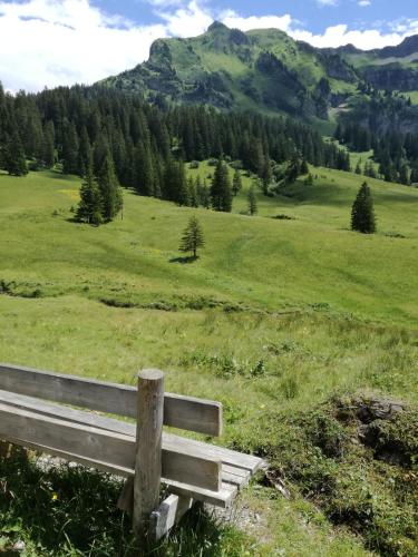 a bench sitting in a field with a view of a mountain at Gästehaus Manuela Puchmayr in Mellau