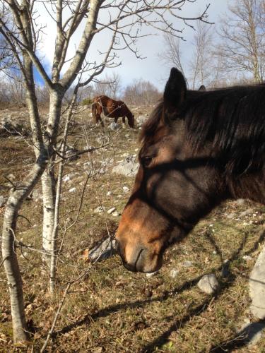 a horse laying on the grass next to some trees at Locanda Marzi in Faicchio