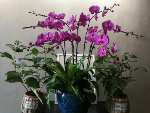 three vases filled with purple orchid plants on a table at Ma Cherie Homestay in Shanghai