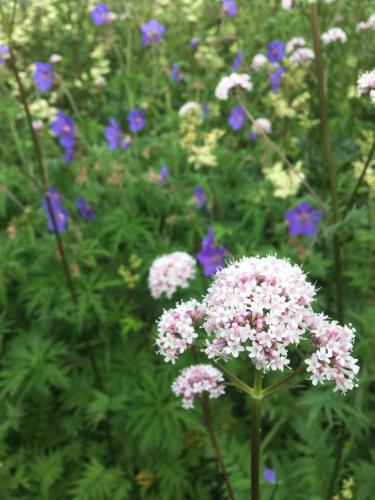 a field of flowers with pink and purple at Inglenook Guest House in Ingleton 