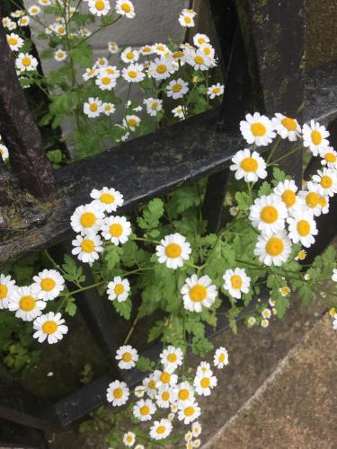 a bunch of white daisies growing on a step at Inglenook Guest House in Ingleton 