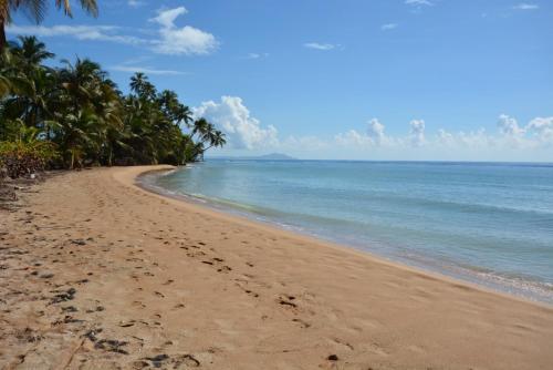 a sandy beach with palm trees and the ocean at Crescent Cove 87 at Palmas in Humacao