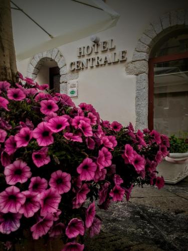 a bunch of pink flowers in front of a hotel center at Hotel Centrale in Olbia
