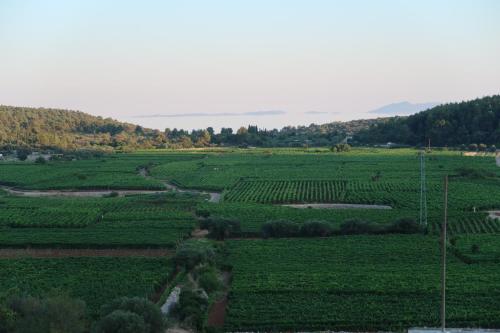 an aerial view of a field of green plantations at Villa Korculaholidays in Zavalatica