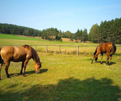 two horses grazing in a field of grass at Sominy Urlop na Kaszubach in Sominy
