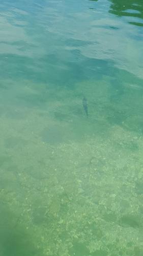 a fish is swimming in the water at Apartment Sajra in Kulen Vakuf