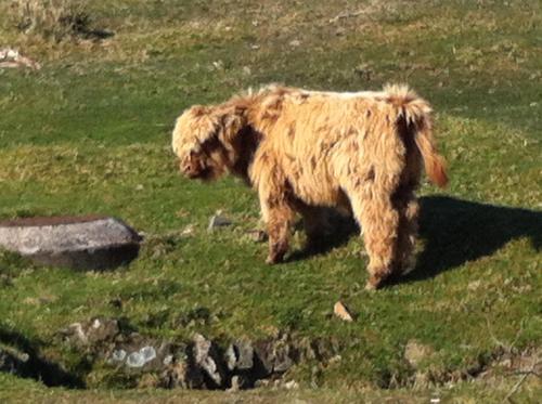 a brown dog walking in a field of grass at The Barn, Lower Spring in Tavistock