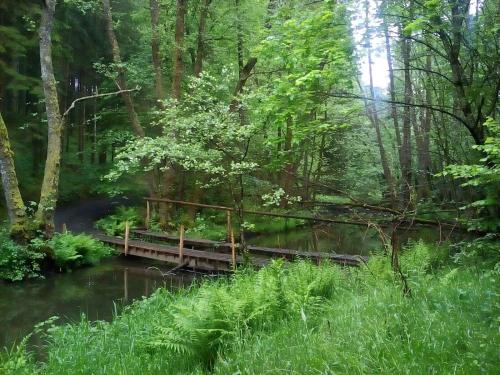 a wooden bridge over a river in a forest at La ferme de Bertogne in Bertogne
