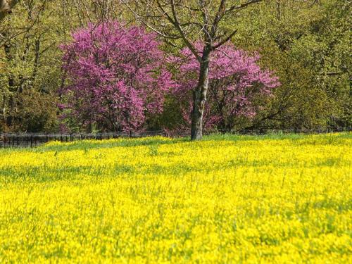 a pink tree in a field of yellow flowers at Livadaki Village in Megáli Kápsi