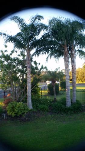 a group of palm trees in a park at Avlon Gardens Motel in Ballina