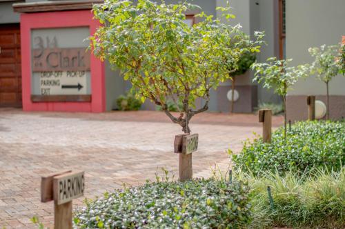 a small tree in the middle of a garden at 314 on Clark Guest House in Pretoria