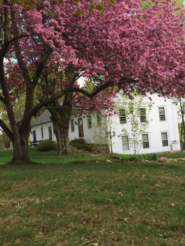 a magnolia tree in front of a white house at Innkeeper's Place B&B in Stafford Springs