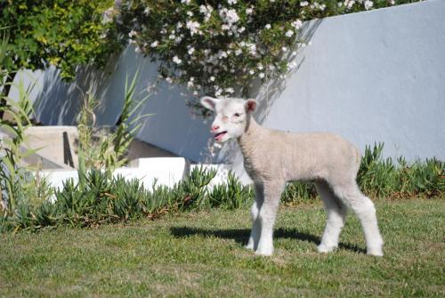 a baby lamb standing in the grass in a yard at Monte das Texugueiras in Texugueira