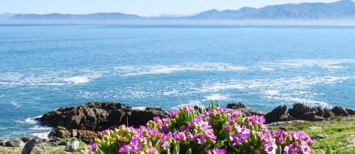 a bunch of flowers on a cliff near the water at Kleinzee Oceanfront Guesthouse in Gansbaai