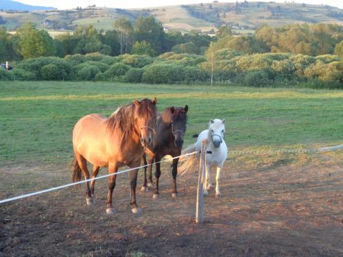 a group of horses standing in a field at Farma Kozí dvor Rohozná in Brezno