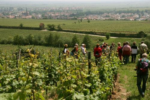 a group of people walking through a vineyard at Hotel Goldbächel in Wachenheim an der Weinstraße