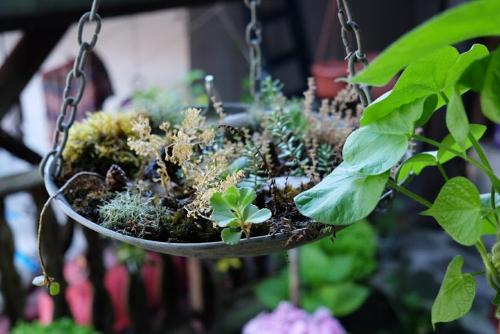 a hanging pot with plants in it at Hikers Hostel in Veliko Tŭrnovo