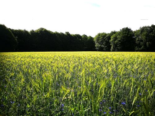 a field of green crops with trees in the background at Hotel 't Kruisselt in De Lutte