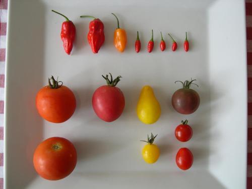 a display of tomatoes and other fruits and vegetables at Locanda La Pieve B&B vicino Saturnia in Semproniano