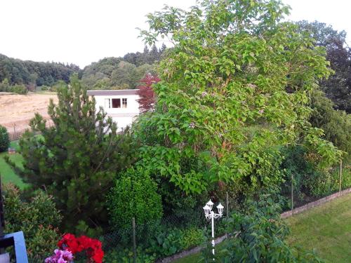 ein großer Baum in einem Garten mit einem Haus in der Unterkunft Ferienwohnung Sylvia in Michelstadt