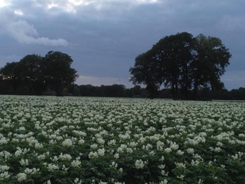 a field of white flowers with a tree in the background at 't Hoeske in Exloo