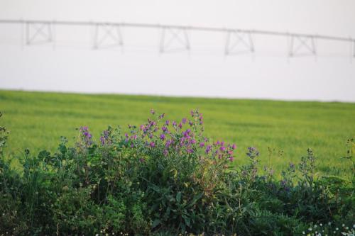 a field with purple flowers in front of a fence at Monte Da Morena Agro-Turismo in Serpa