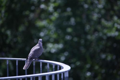 a bird sitting on top of a pole at Des Arts in Amarante