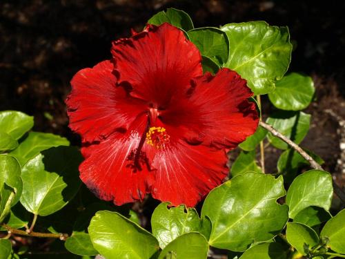 a red flower on a bush with green leaves at Jake's Place Oneroa Waiheke in Oneroa