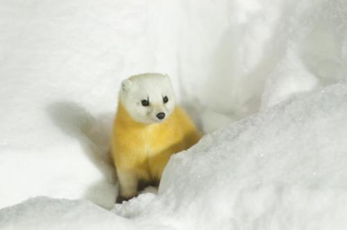 旅館の敷地内または近くにいる動物