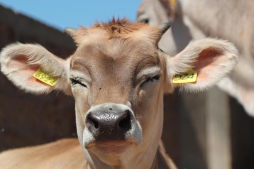 a close up of a cow with tags in its ears at Fattoria Lucciano in Borghetto
