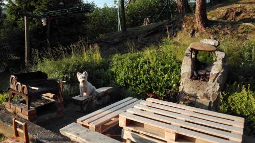 a dog sitting on a bench in a garden at Willa Marylka in Piwniczna