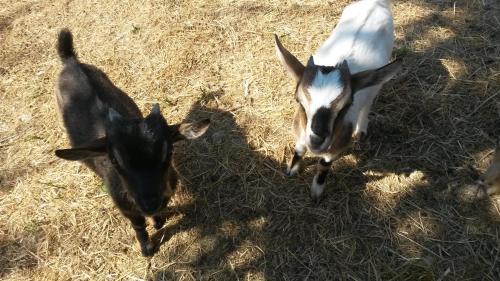 two goats are walking in the grass at Chambres d'hotes - La Maison de Julie in Entrevaux