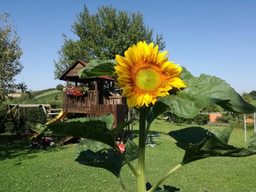 Jardín al aire libre en Gästehaus Dobida