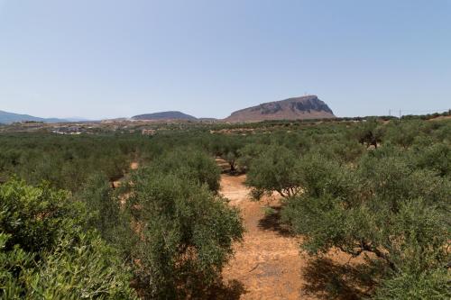 a dirt road with trees and mountains in the background at Athena Villas Olive Grove & Estate in Gouves