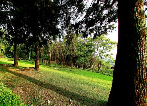 a park with trees and a dog laying in the grass at Sun Moon Lake Youth Hostel in Yuchi