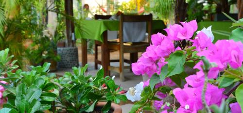 a bunch of pink flowers in front of a chair at Hotel Villa Mozart y Macondo in Puerto Escondido