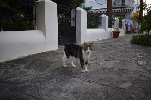a black and white cat standing on a sidewalk at Pension Felippe in Pythagoreio